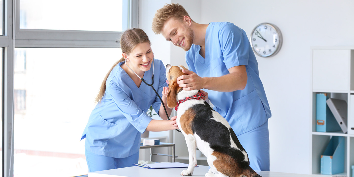 Veterinary Assistant